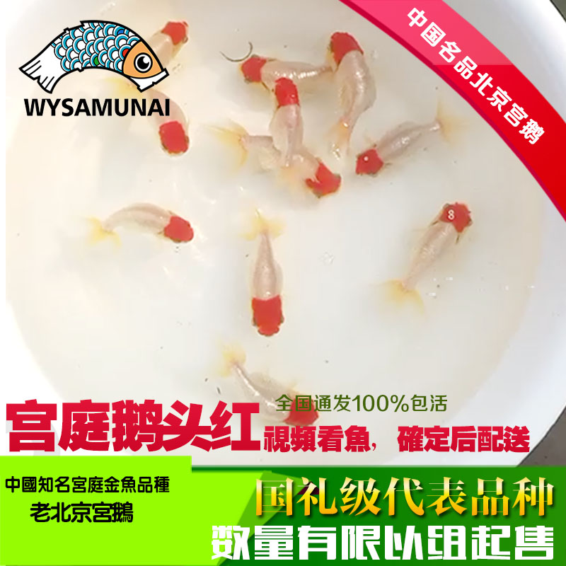 宫鹅