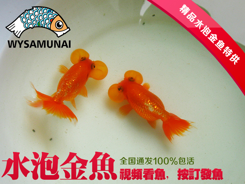 水泡金鱼