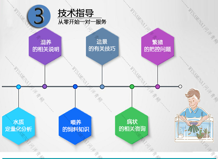 凤凰详情页2_11.jpg