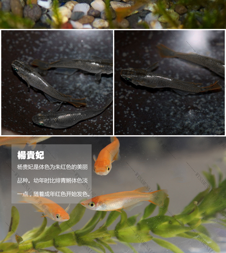 熊猫杨贵妃-1_03.jpg