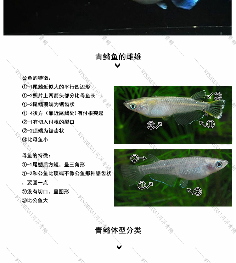 熊猫杨贵妃-1_07.jpg