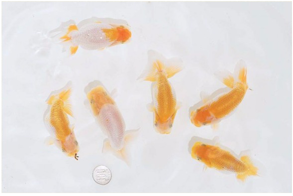 护鳞12-2.png 护鳞12-2.png
