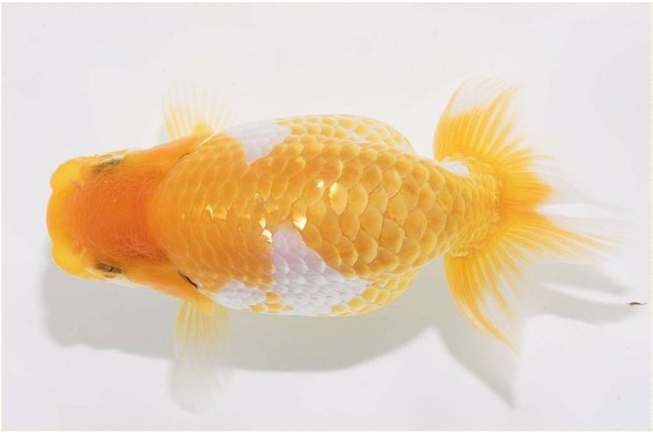 护鳞13-8.png 护鳞13-8.png