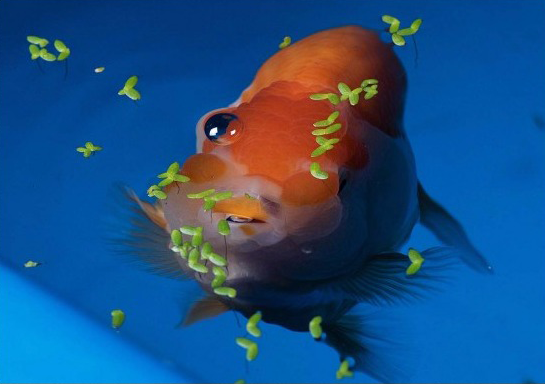 护鳞17-2.png 护鳞17-2.png