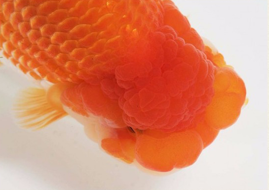 护鳞17-8.png 护鳞17-8.png